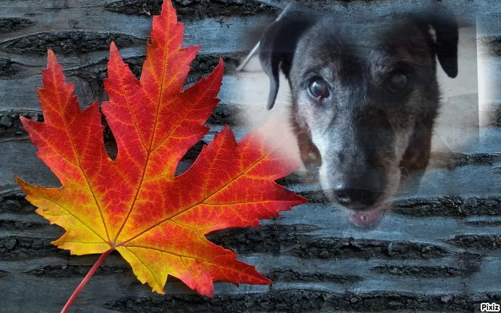 Condolence image of Gabi mit Max ❣️