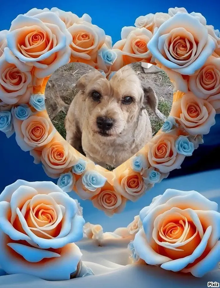 Condolence image of Sternchenpost ⭐