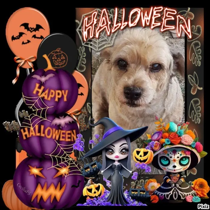 Condolence image of Happy Halloween 