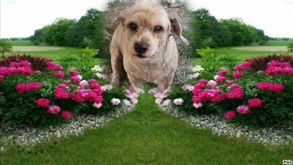 Condolence image of Sternchenpost ⭐