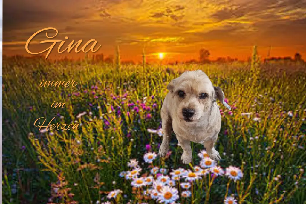 Condolence image of Rosen für Gina ♥️