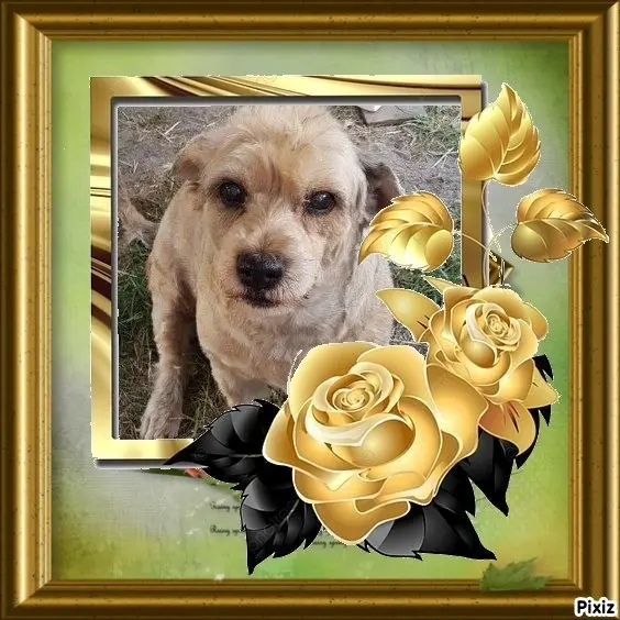Condolence image of Sternchenpost ⭐