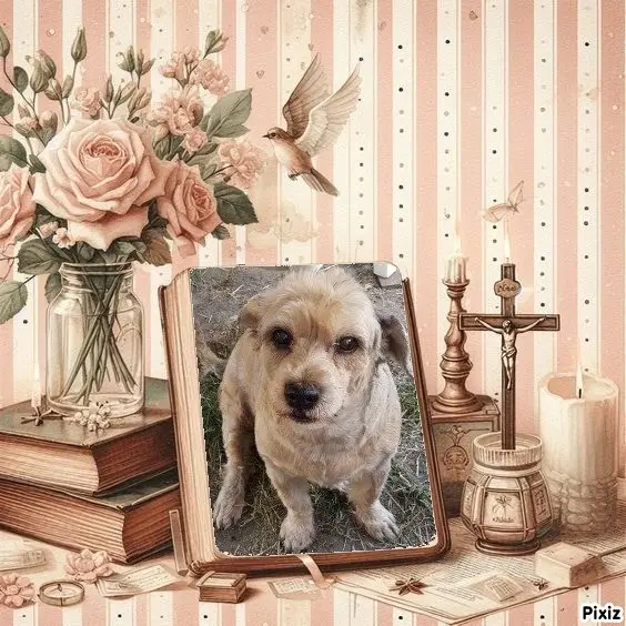 Condolence image of Sternchenpost ⭐