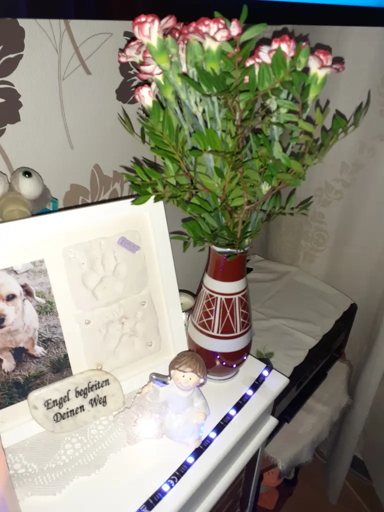 Condolence image of Für meine Gina  von Frauchen