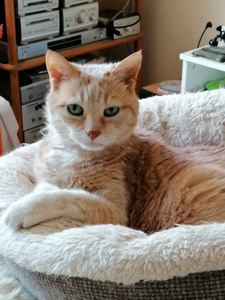 Image from Minou