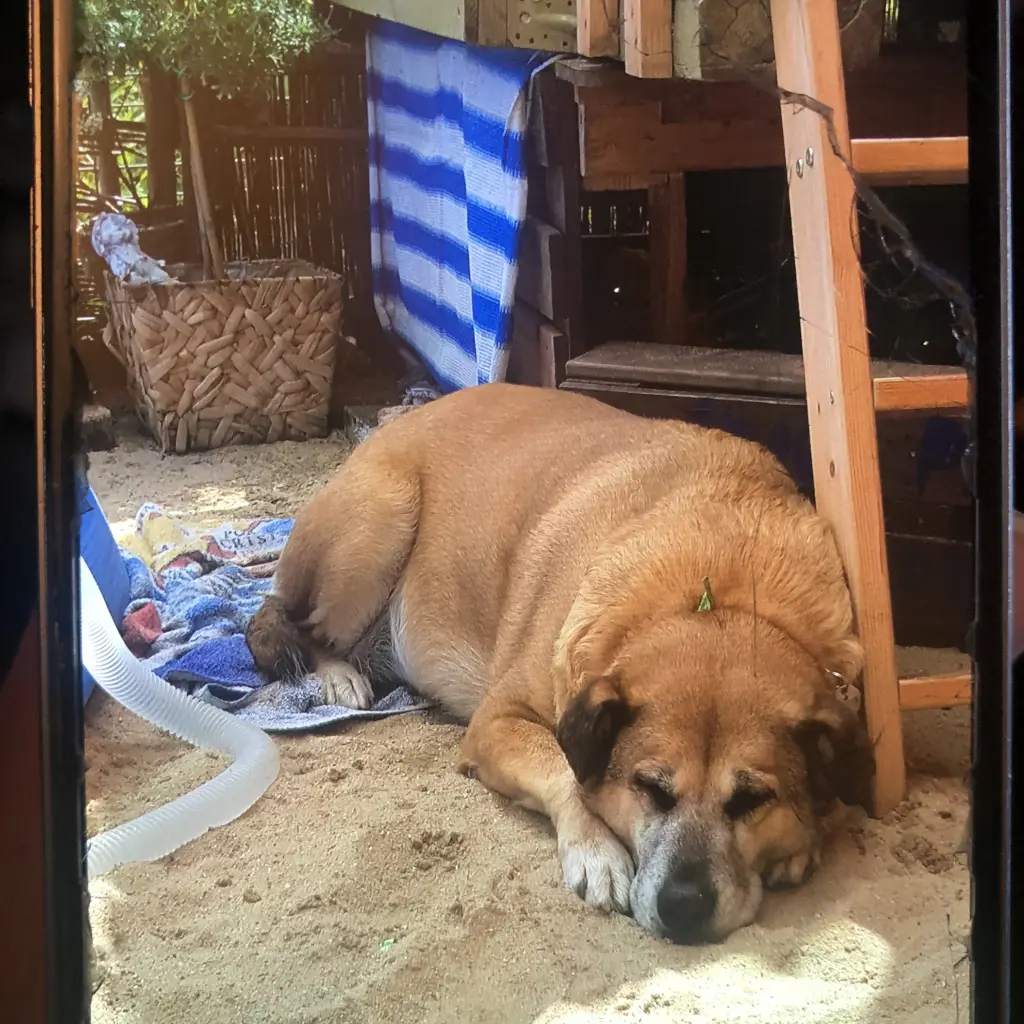 Image from Annabelle