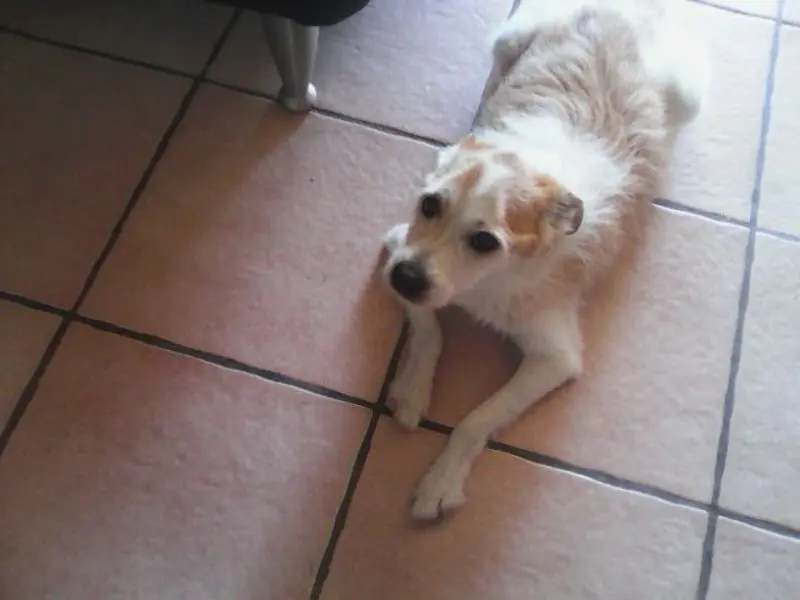 Andachtsbild von Goldmann