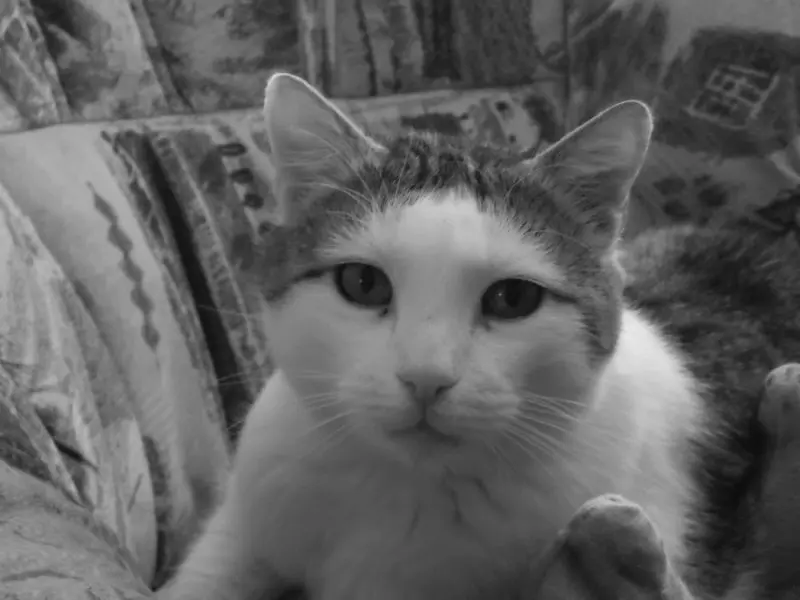 Condolence image of Lisa