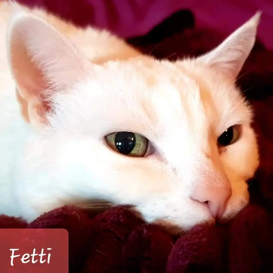 Image from Fetti