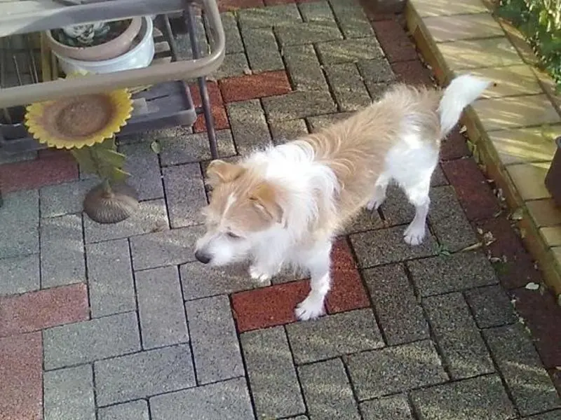 Andachtsbild von Goldmann