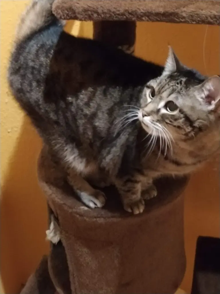 Andachtsbild von Susanne