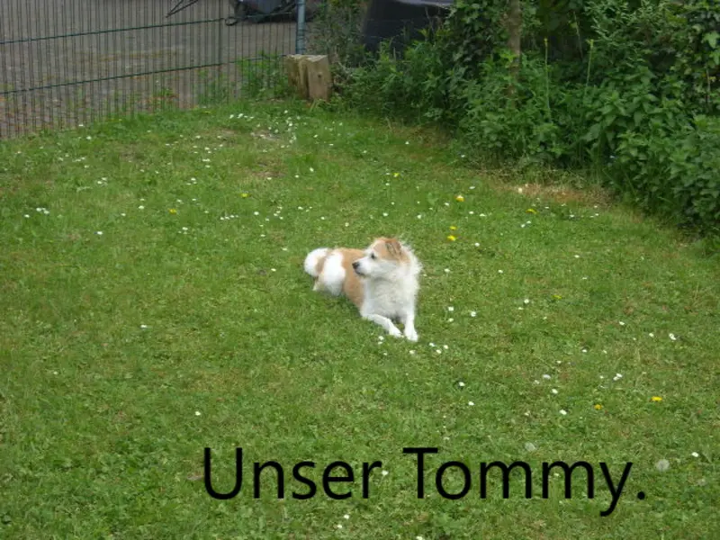 Andachtsbild von Goldmann