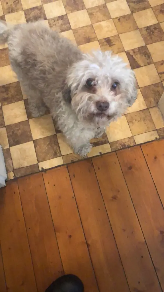 Andachtsbild von Heike