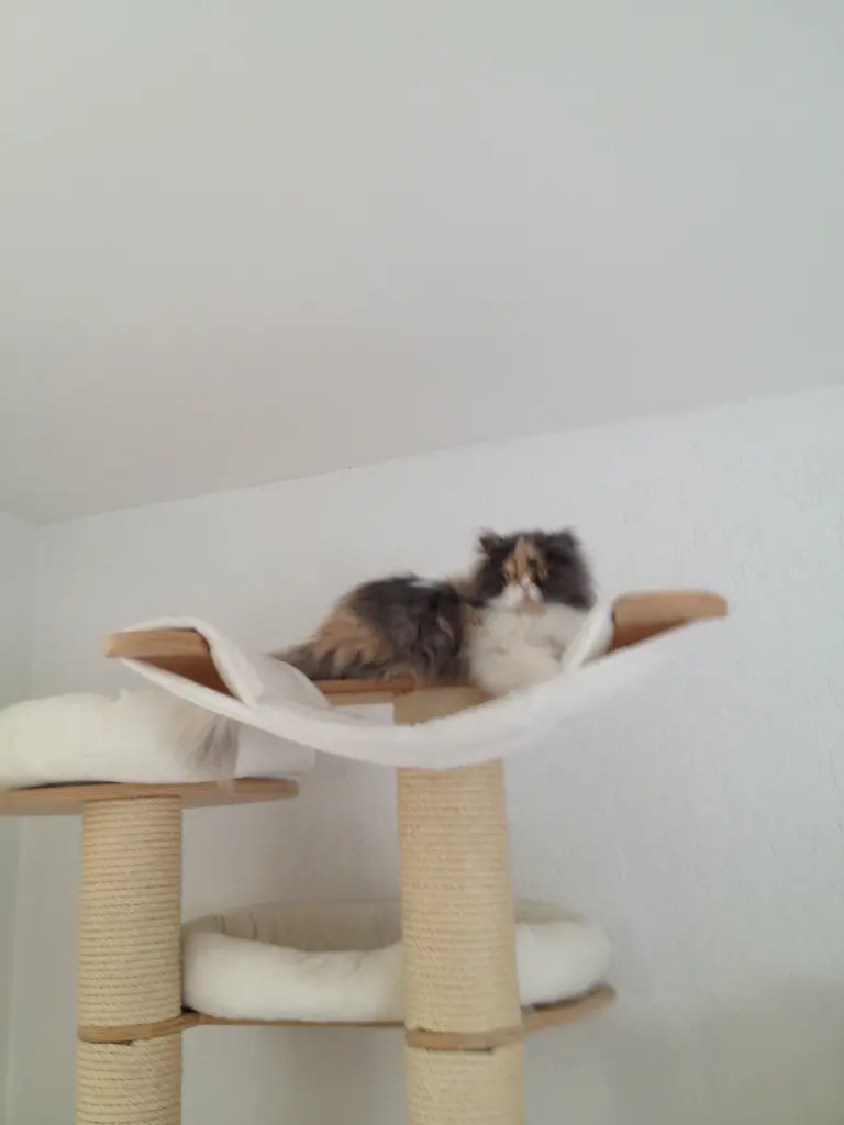 Image from Lina