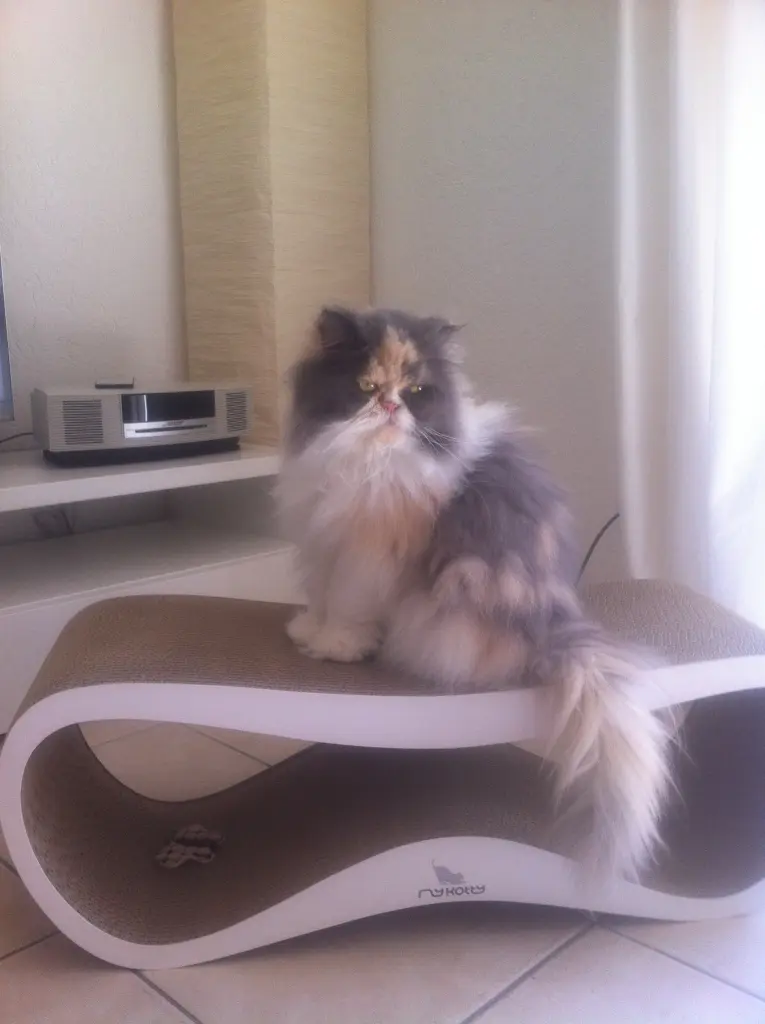 Image from Lina