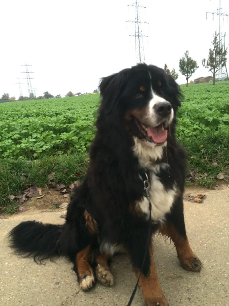 Image from Balu