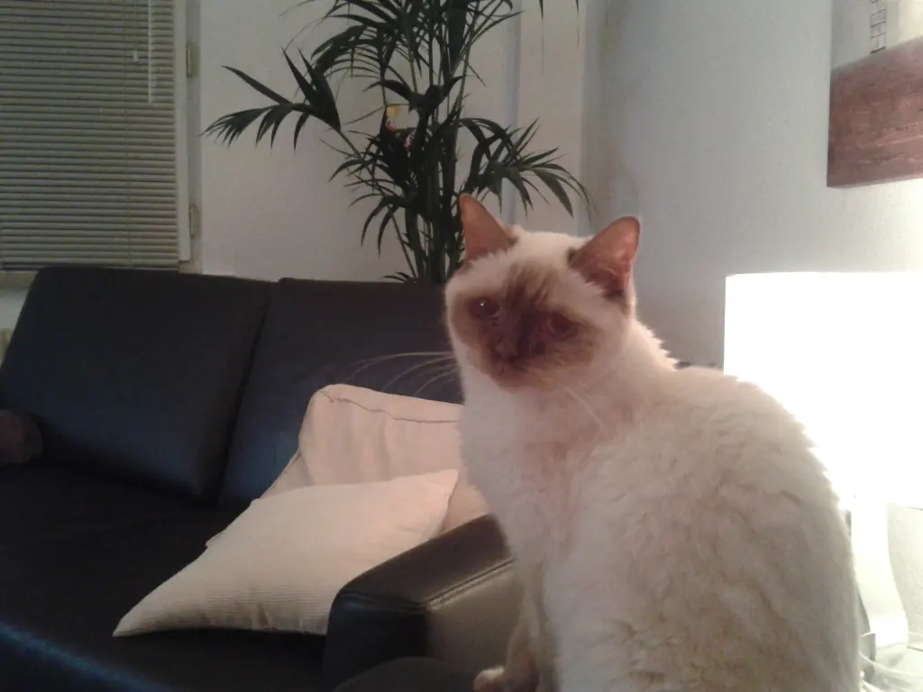 Image from Omaja
