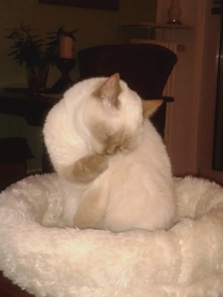 Image from Omaja