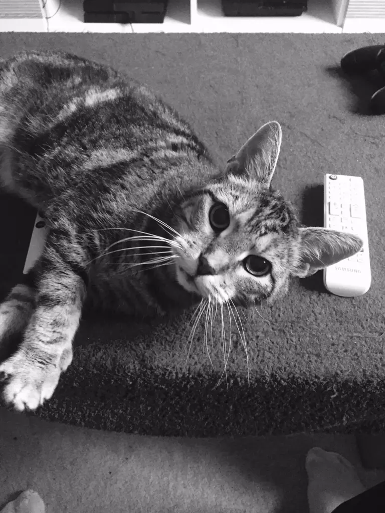 Image from Teddy