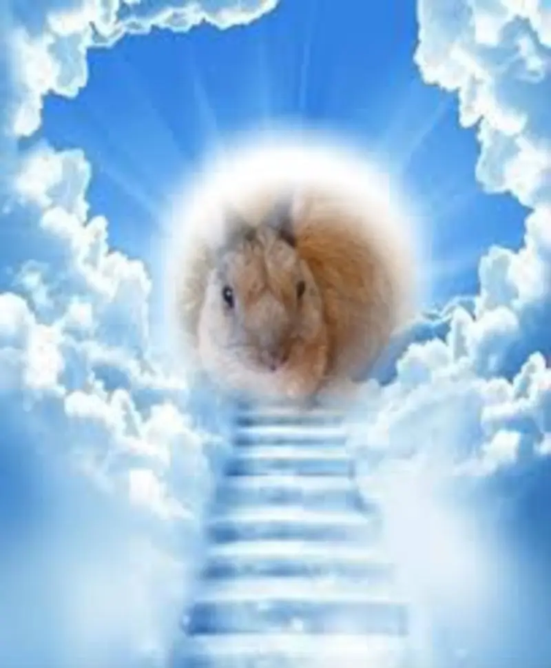 Condolence image of ❤️❤️❤️❤️❤️❤️❤️❤️❤️❤️❤️❤️❤️❤️