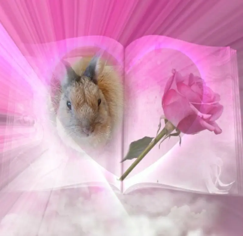 Condolence image of ❤️❤️❤️❤️❤️❤️❤️❤️❤️❤️❤️❤️❤️❤️