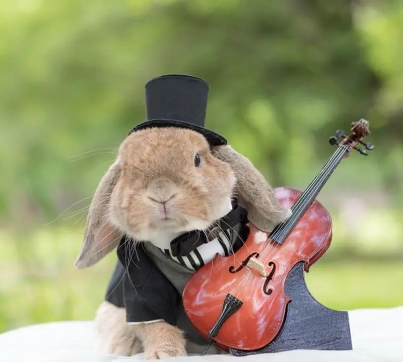 Condolence image of Post von Bunny⭐