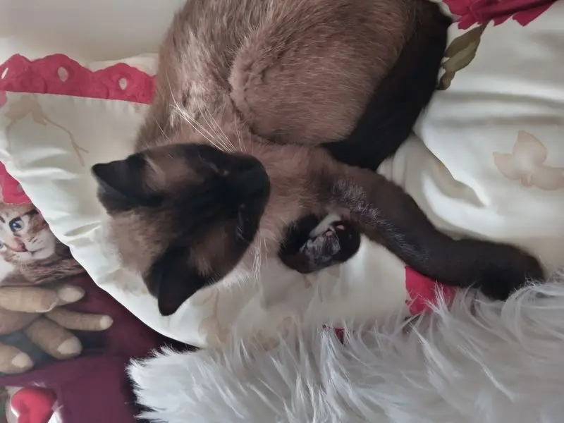 Condolence image of Für Bunny und Mama Patricia ❤️