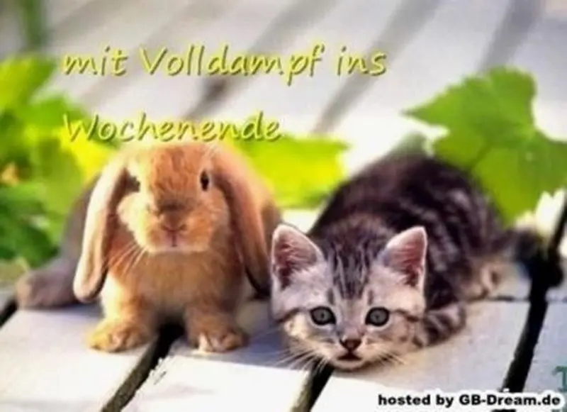 Condolence image of Für Bunny und Mama Patricia ❤️