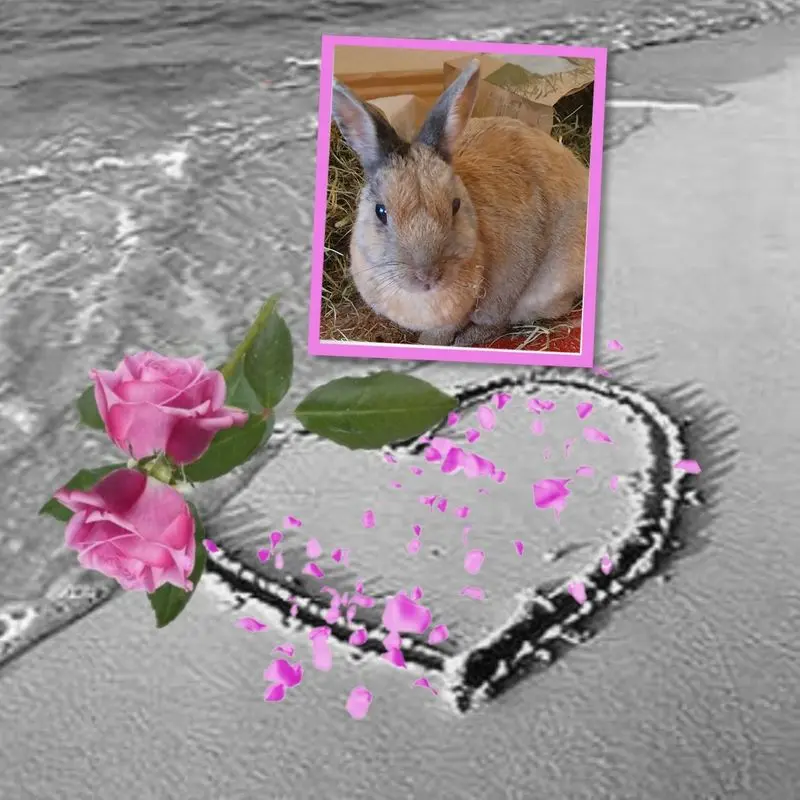 Condolence image of ❤️❤️❤️❤️❤️❤️❤️❤️❤️❤️❤️❤️❤️❤️