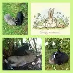 Condolence image of Eine Sonntagsrose für Bunny