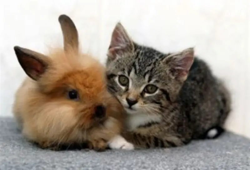 Condolence image of An Bunny und Frauchen Patricia von Gatita