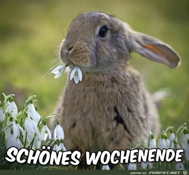 Condolence image of Tanja mit Timmy im Herzen