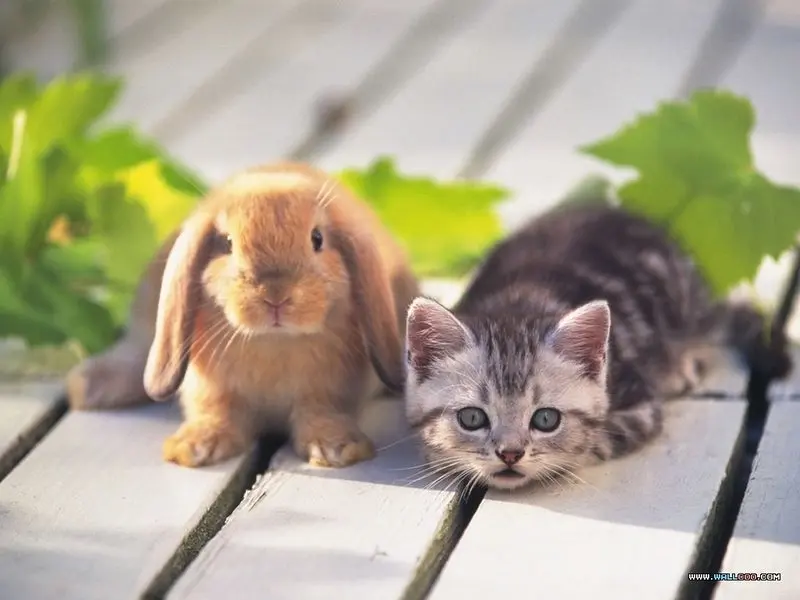 Condolence image of An Bunny und Frauchen Patricia von Gatita + Silvia