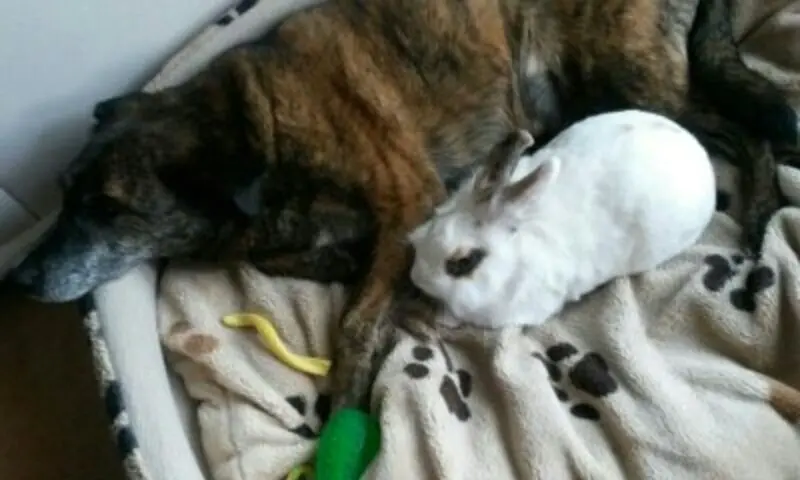 Condolence image of Gabi mit Max 