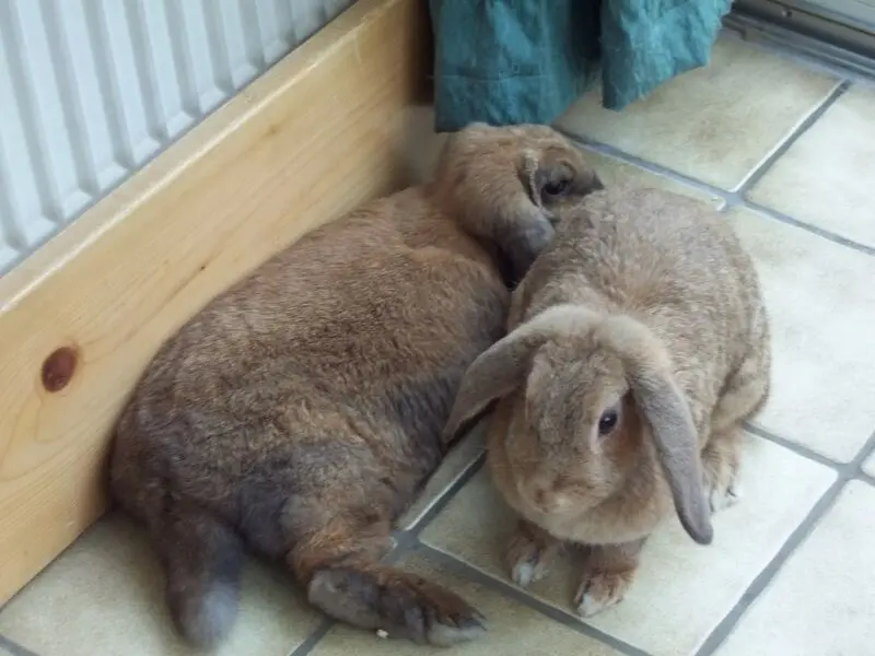 Condolence image of Danke von Angela mit Mia❤