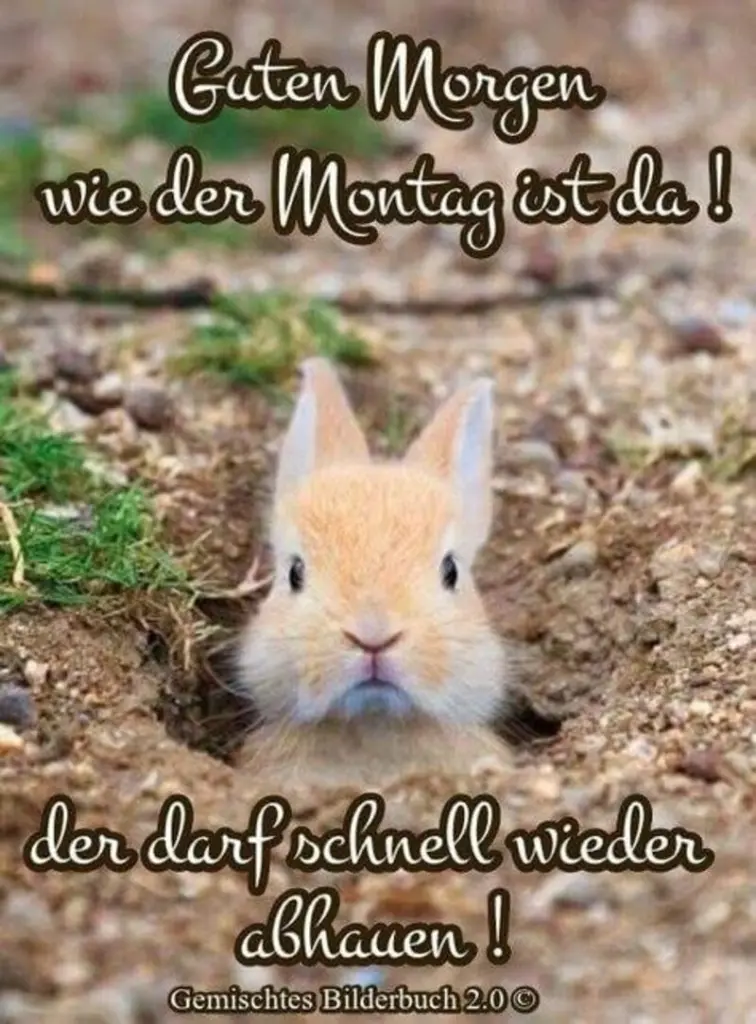 Condolence image of Tanja mit Timmy im Herzen