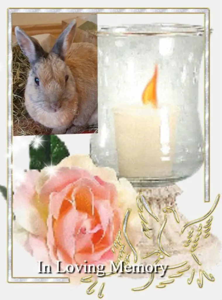 Condolence image of Fur Bunnylein❤️