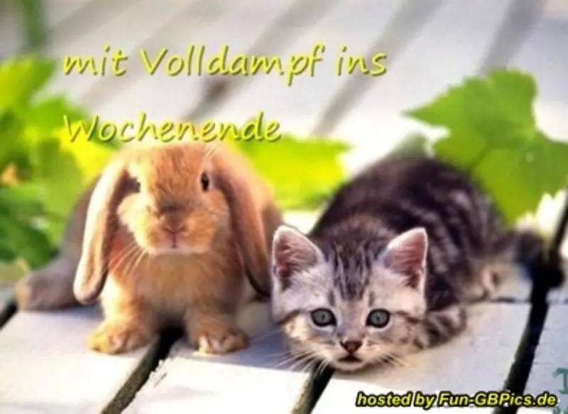 Condolence image of Tanja mit Timmy im Herzen