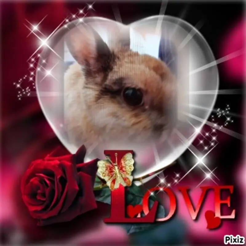 Condolence image of Für Liebling Bunny ♥️