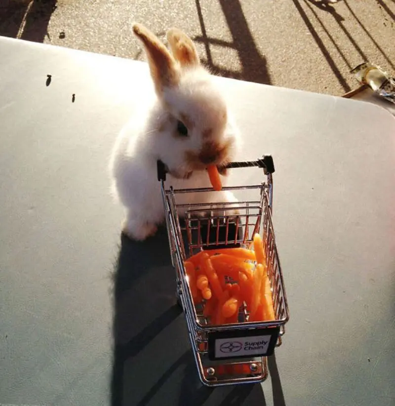 Condolence image of Für das Engelchen Bunny und Mama Patricia ♥️