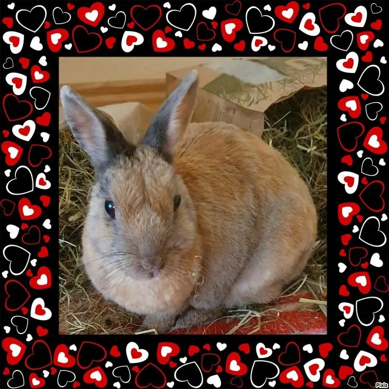 Condolence image of Tanja mit Timmy im Herzen