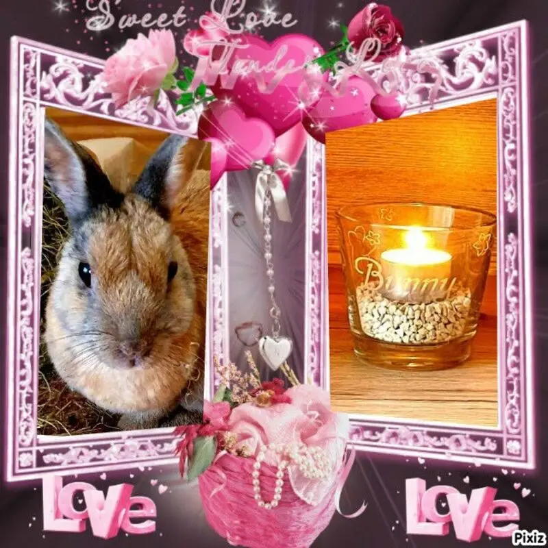 Condolence image of Tanja mit Timmy im Herzen 