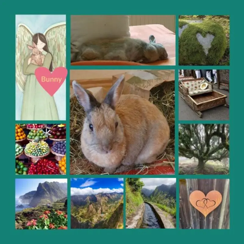 Condolence image of Rosen zum 1. Sternchentag für Bunny