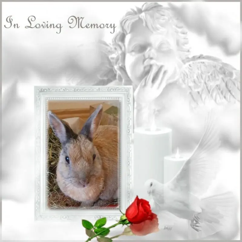 Condolence image of 1.Sternchen❤️Gedenktag❤️