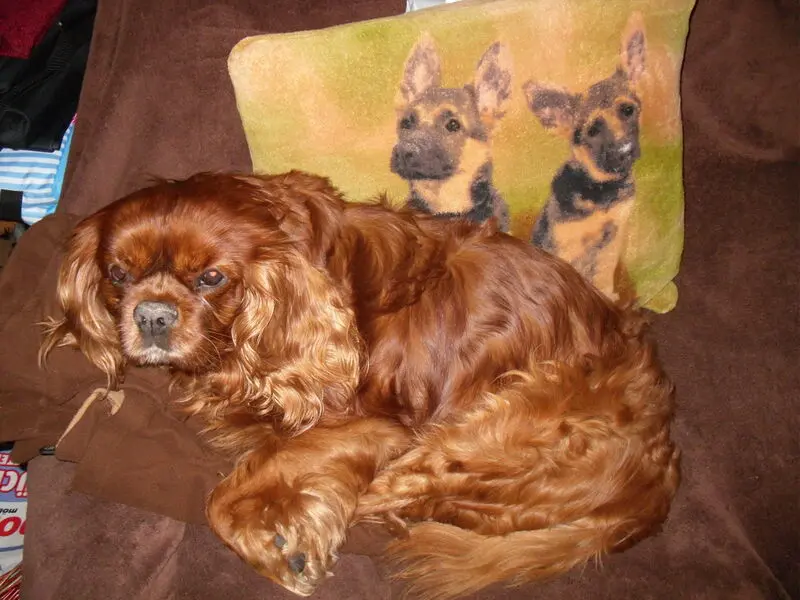 Condolence image of Irene mit Seelenhund * Jimmy * ganz tief im Herzen
