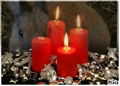 Condolence image of Tanja mit Timmy im Herzen