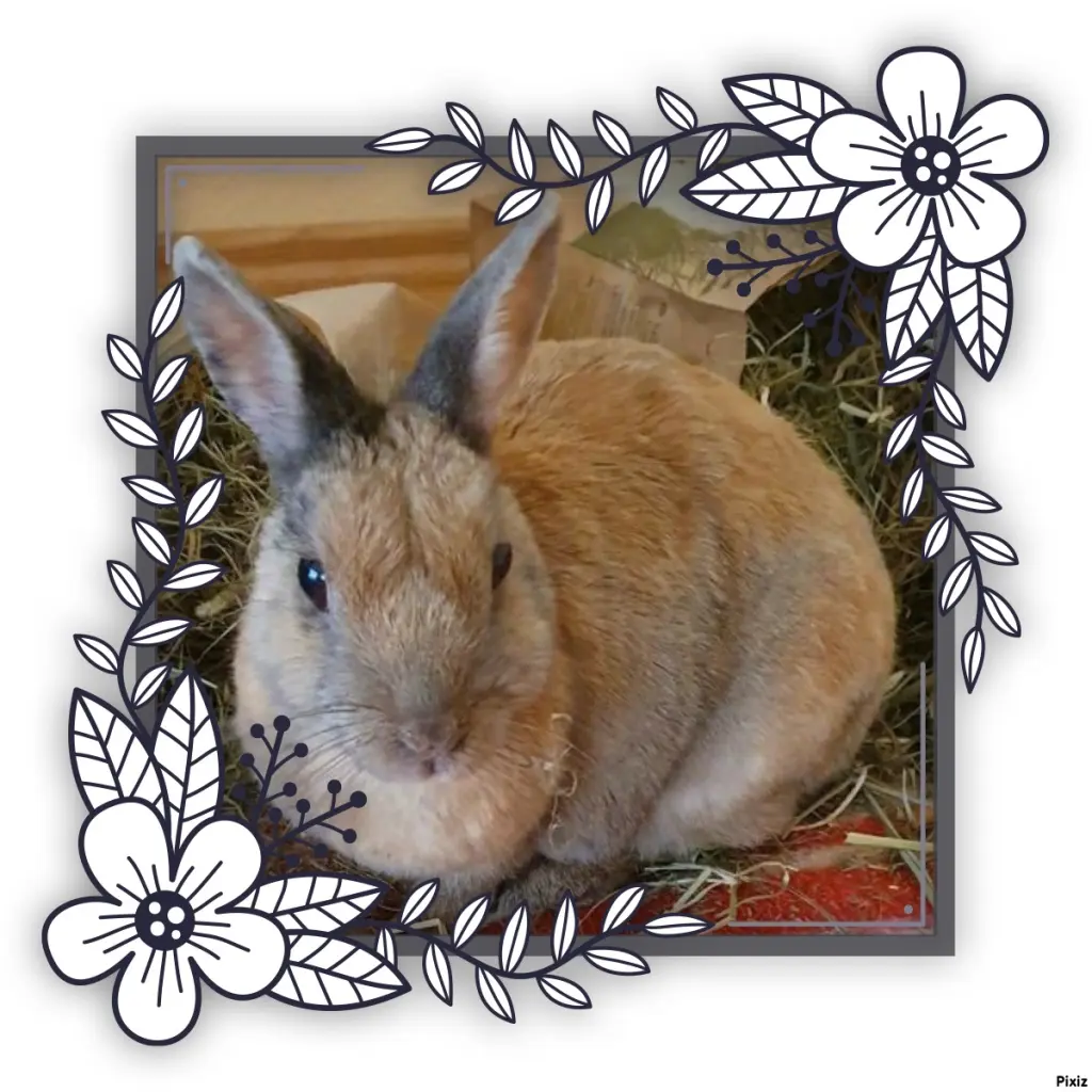 Condolence image of Tanja mit Timmy im Herzen
