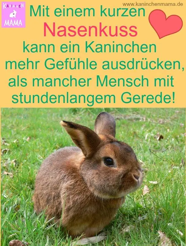 Condolence image of Katrin mit Katzi im ❤️