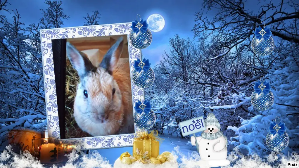 Condolence image of Für das kleine Sternchen Bunny♥️