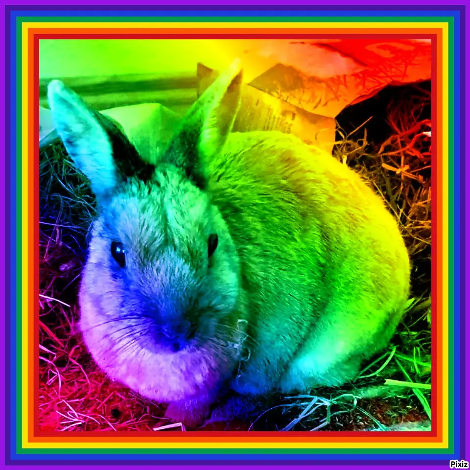 Condolence image of Tanja mit Timmy im Herzen